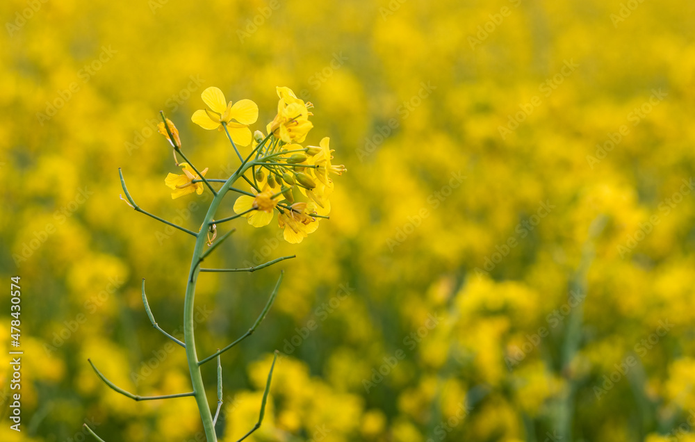 Obraz premium Close up view of blossomed yellow mustard flower in the agricultural land