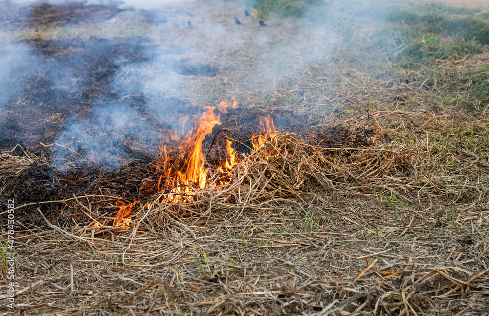 Spreading smokes from burning rice straw in the agricultural land Spreading smokes from burning rice straw in the agricultural land