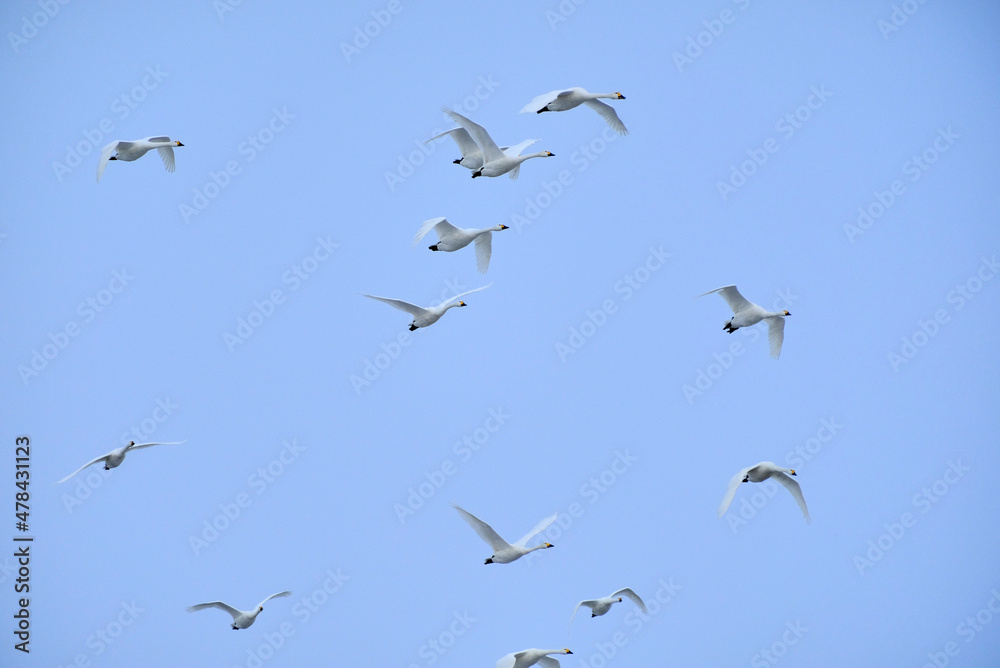 Flying swans, 2021/12/26