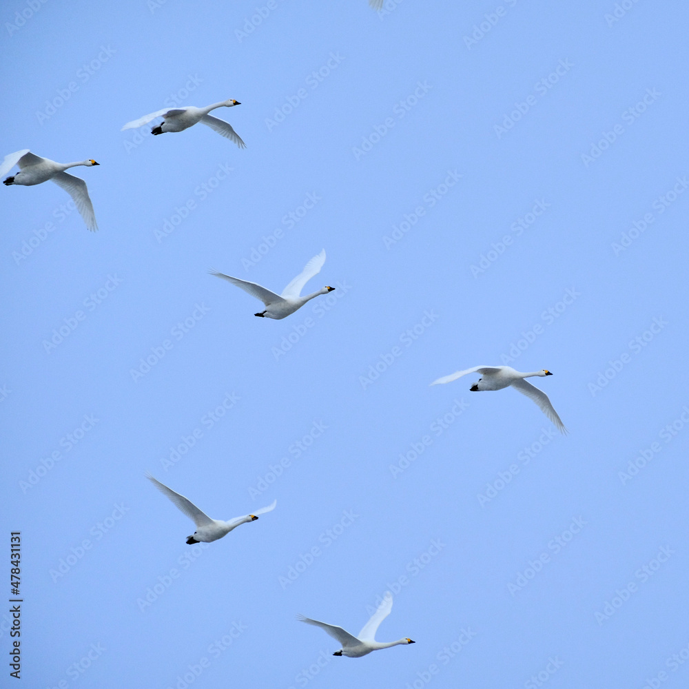 Flying swans, 2021/12/26