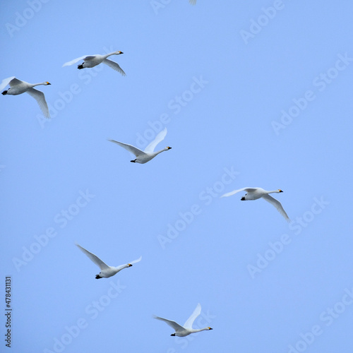 Flying swans  2021 12 26