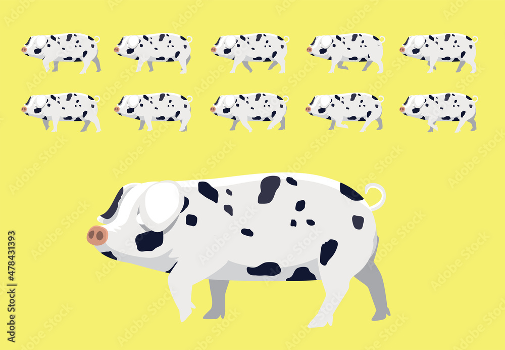 Fototapeta premium Pig Gloucester Old Spot Walking Animation Cartoon Vector Illustration