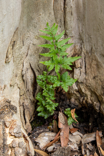 A small green young tree grows at the base of an old tree