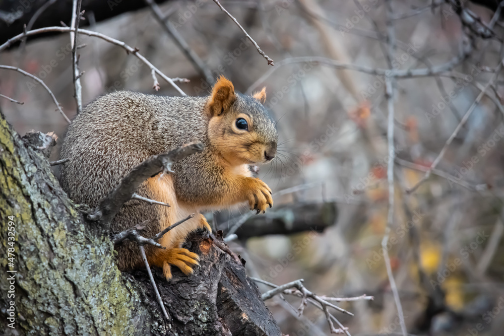 Squirrel sitting on branch Squirrel sitting on branch