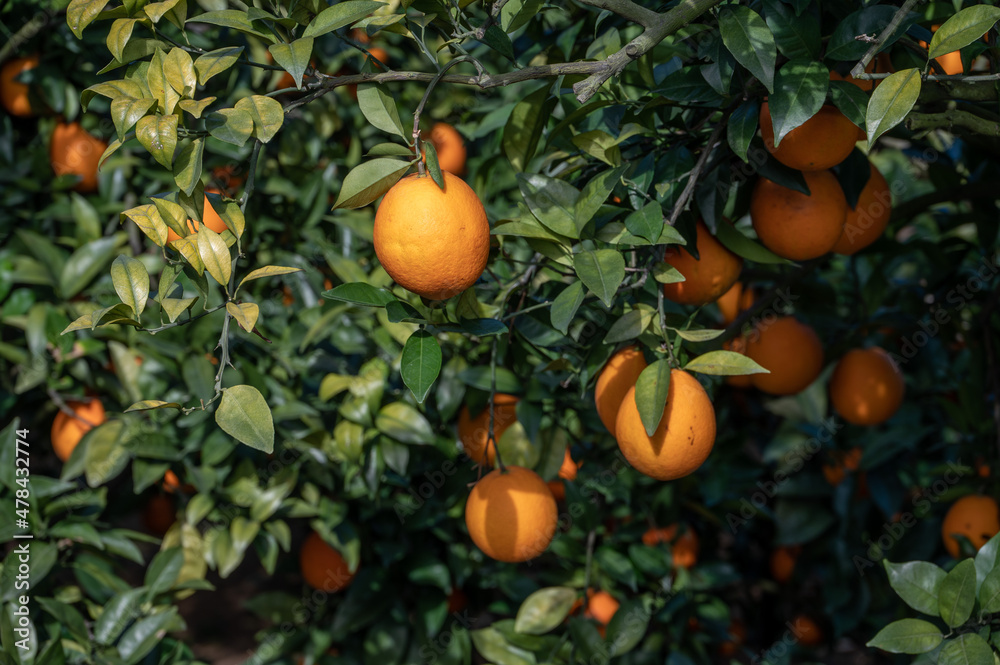 The orange trees in the orchard had a good harvest, and the green branches and leaves were covered with golden oranges