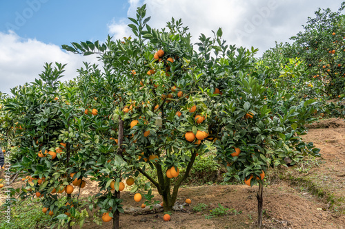 Orange orchards under clear sky and white clouds