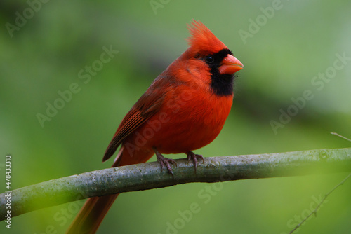 cardinal on a branch © Yusuke Shinosaki