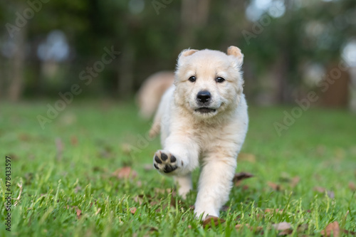 dog, retriever, golden, animal, pet, puppy, golden retriever, grass, white, canine, nature, portrait, cute, dogs, summer, breed, friend, young, domestic, purebred, happy, playful, trouble, naughty, fu © Fleur