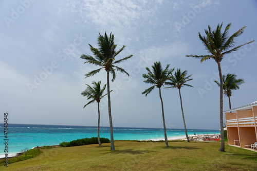Fototapeta Naklejka Na Ścianę i Meble -  palm trees on the beach bermuda