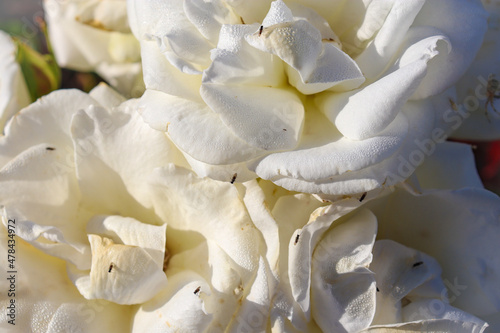 white rose petals with thrip insects