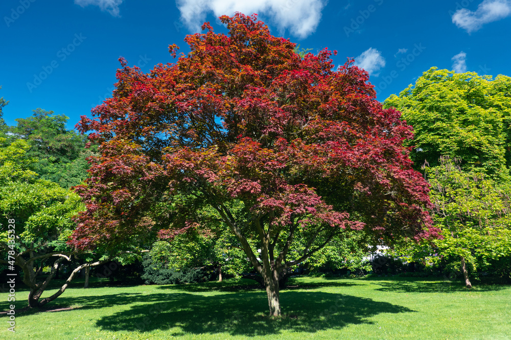 A big and beautiful elm tree in red color between another maple and oak green trees in a beautiful summer day. Nature photography.