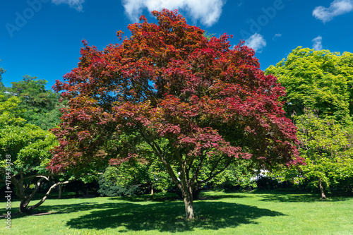 A big and beautiful elm tree in red color between another maple and oak green trees in a beautiful summer day. Nature photography. photo