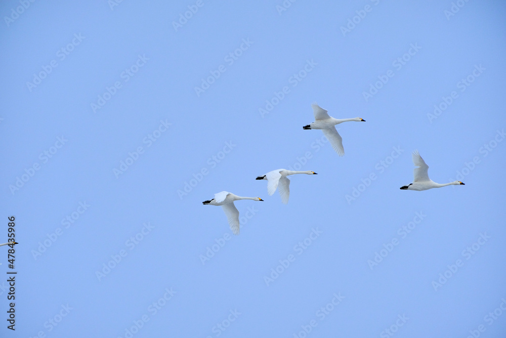 Flock of flying swans, 2021/12/26