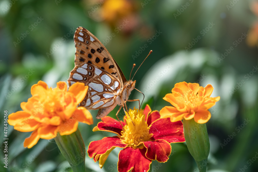 A butterfly, a queen of Spain fritillary, lat. Issoria lathonia, sitting on a red and yellow flower and drinks nectar with its proboscis. Butterfly collects nectar on flower. A butterfly, a queen of Spain fritillary, lat. Issoria lathonia, sitting on a red and yellow flower and drinks nectar with its proboscis. Butterfly collects nectar on flower.