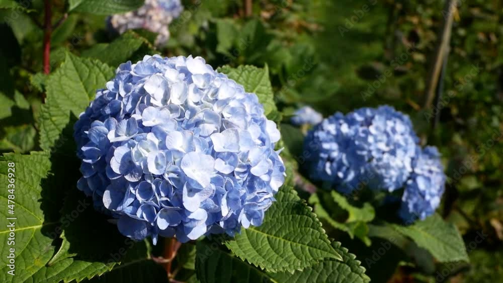Blue Hydrangea flowers blooming in a garden background. Blue Hydrangea flowers blooming in a garden background.