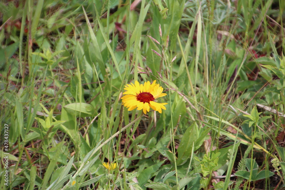 yellow flower in the grass, Waterton Lakes National Park, Alberta yellow flower in the grass, Waterton Lakes National Park, Alberta