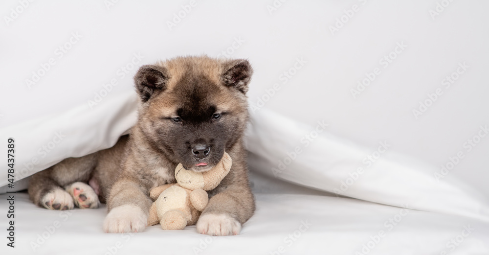 Cozy American akita puppy lies under warm blanket on the bed at home, hugs favorite toy bear. Empty space for text Cozy American akita puppy lies under warm blanket on the bed at home, hugs favorite toy bear. Empty space for text