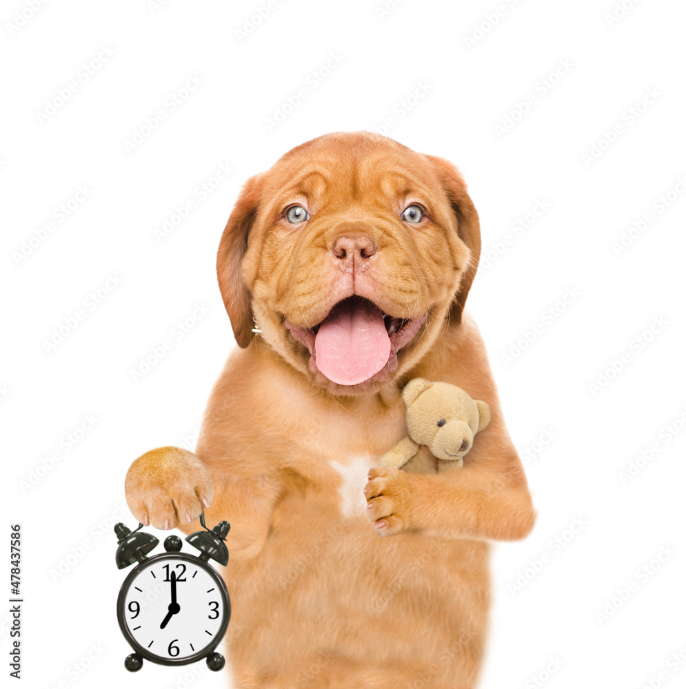 Obraz premium Yawning Mastiff puppy wearing mask for sleep hugs favorite toy bear and shows alarm clock. isolated on white background