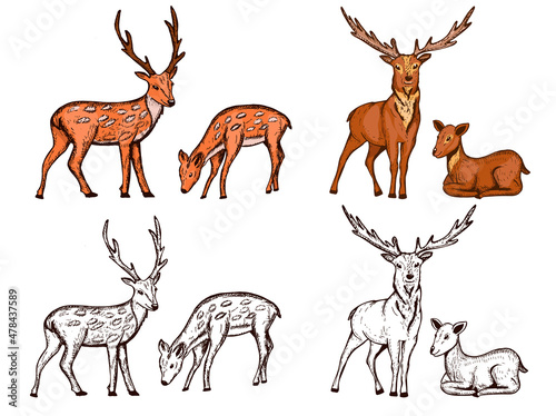 set deer vector sketch. deer collection doodle coloring drawing. deer sketch coloring. vector doodles. coloring vector. EPS 10