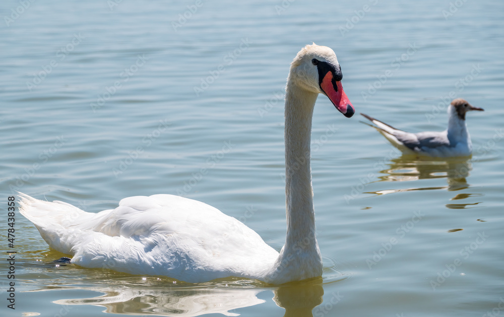 Obraz premium Graceful white Swan swimming in the lake, swans in the wild. Portrait of a white swan swimming on a lake.