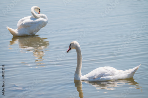 Two Graceful white Swans swimming in the lake  swans in the wild