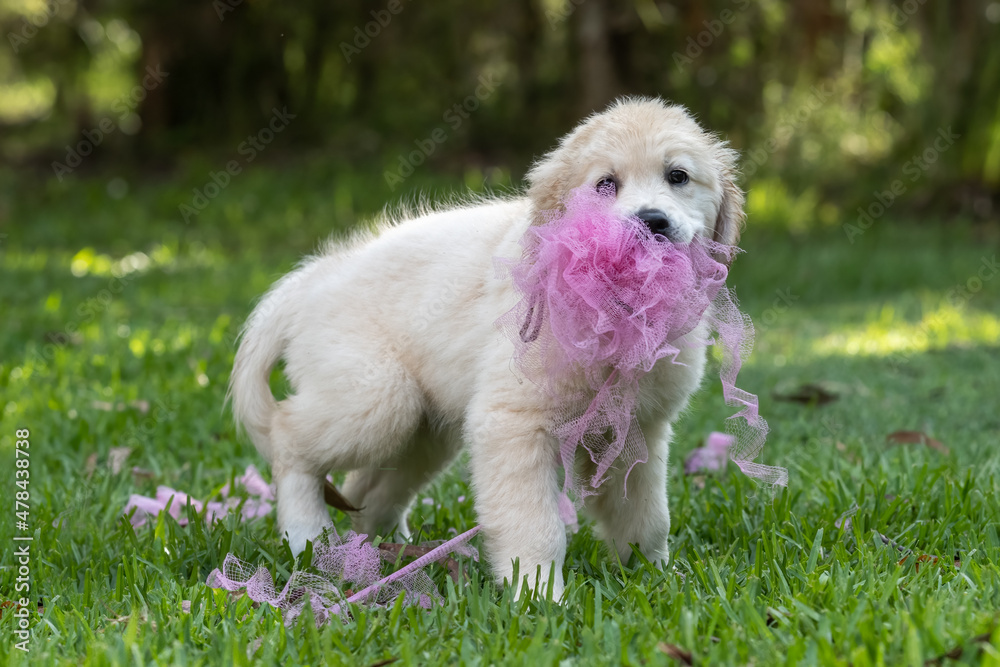 Golden Retriever Puppy Playing With A Pink Toy