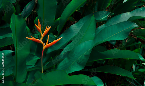 Heliconia psittacorum or Heliconia Golden Torch or False Bird of Paradise Flower. Exotic tropical flowers in the jungle garden with leaves background. photo