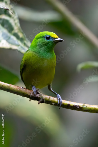 Beautiful tanager Blue-naped Chlorophonia, Chlorophonia cyanea, exotic tropical green songbird from Colombia. Wildlife from South America. Birdwatching in Colombia