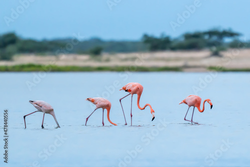 Vintage and retro collage photo of flamingos standing in clear blue sea with sunny sky with cloud and green coconut tree leaves in foreground.