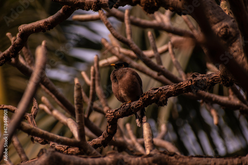 Common Mynah Sitting on a tree branch, bird sitting on a branch