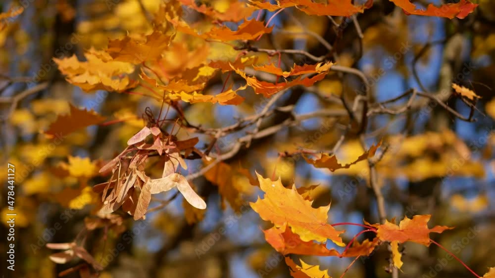 Autumn, leaf fall, sunny day in the autumn forest. Golden autumn - colorful leaves on the trees, a kaleidoscope of color and light during the fall. Autumn, leaf fall, sunny day in the autumn forest. Golden autumn - colorful leaves on the trees, a kaleidoscope of color and light during the fall.