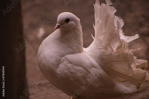 White Fantail Pigeon 