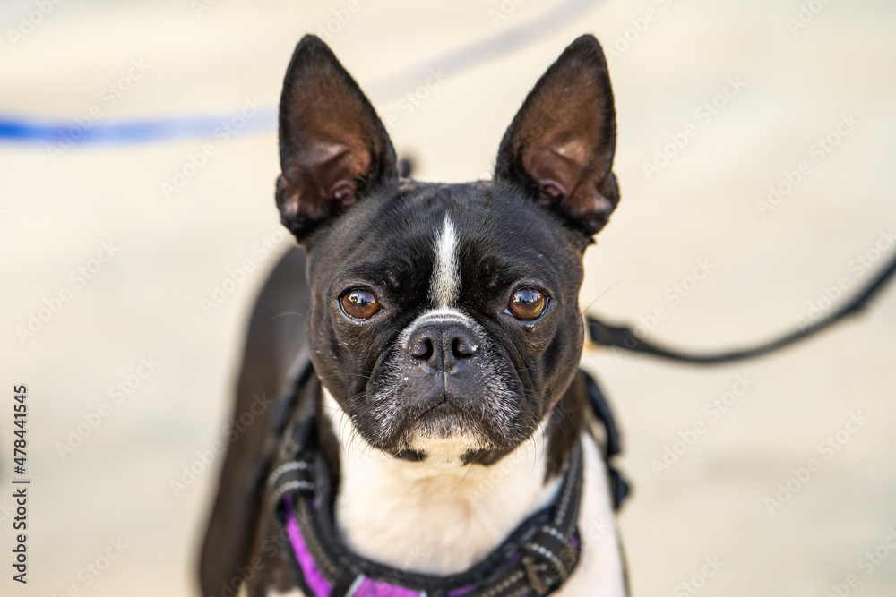 Boston Terrier looking at the camera. 