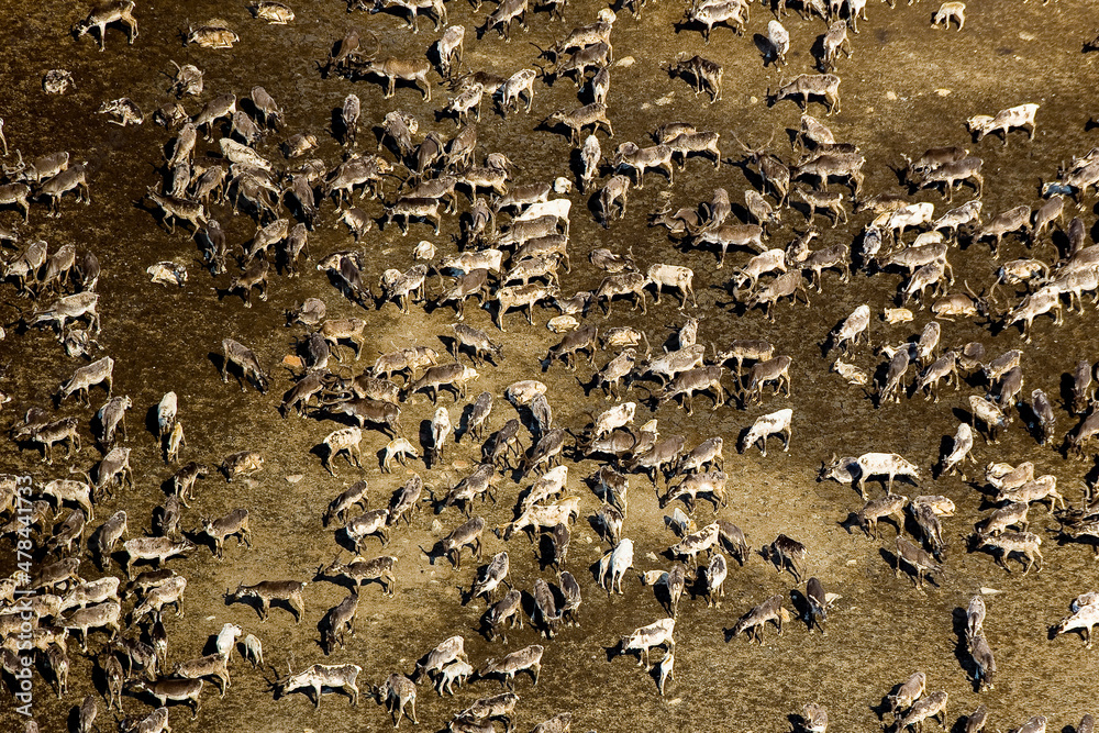 Fototapeta premium Caribou Herd Nunavik Quebec Canada