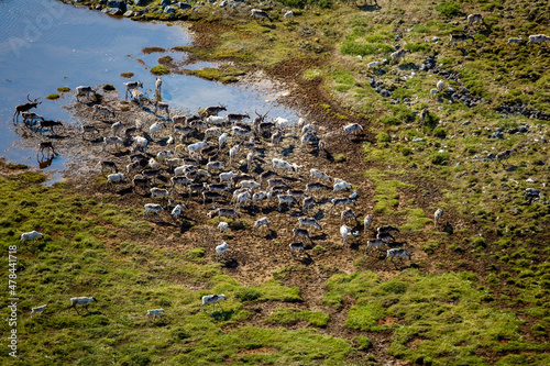 Caribou Herd Nunavik Quebec Canada photo