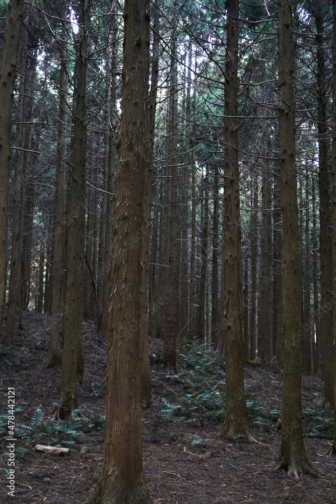 Fototapeta premium A forest in Jeju Island