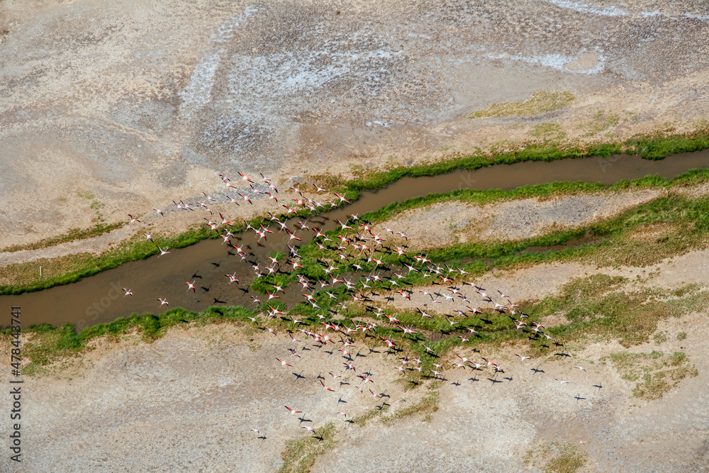 Flamingos at Lake Natron Tanzania - obrazy, fototapety, plakaty 