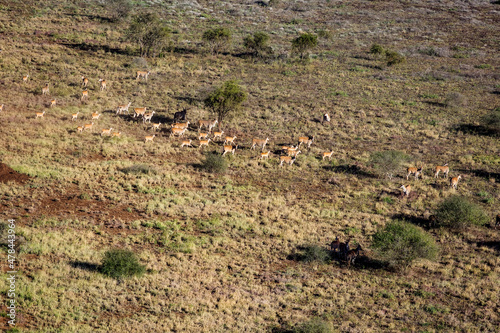 Antelope at Tsavo West. Kenya.