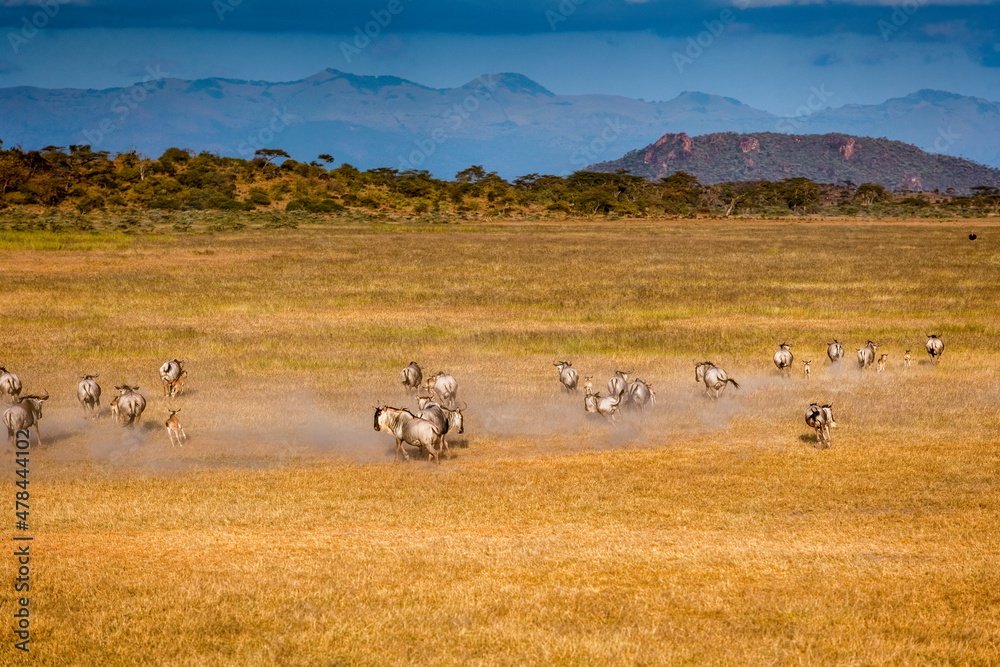 Obraz premium Wildebeest at Maasai Amboseli Park Game Reserve Kenya