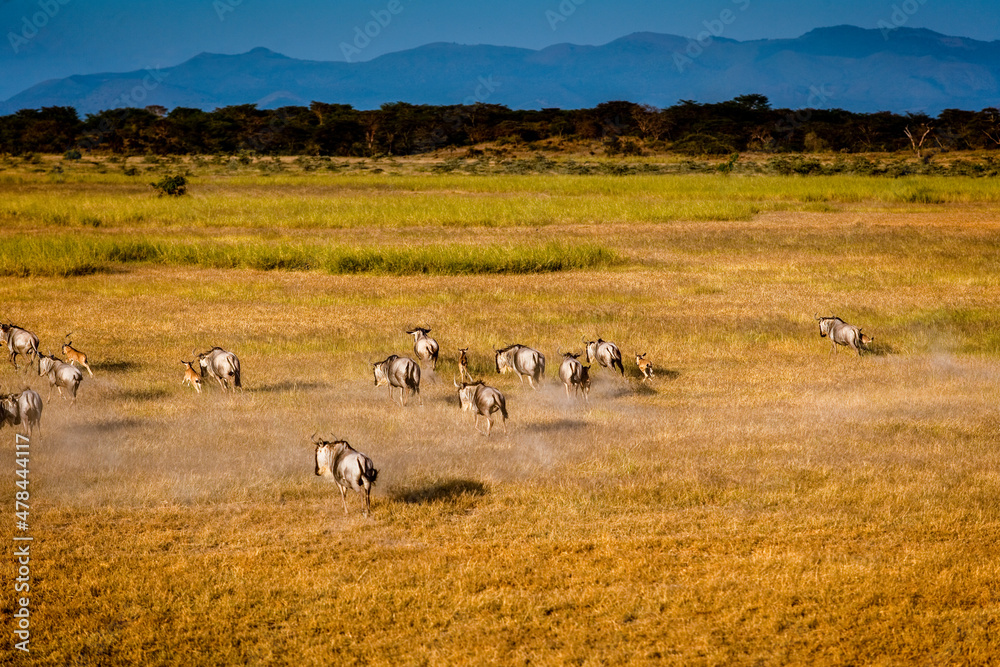 Wildebeest at Maasai Amboseli Park Game Reserve Kenya Wildebeest at Maasai Amboseli Park Game Reserve Kenya