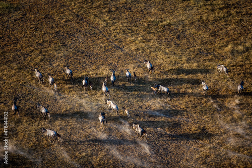 Wildebeest at Maasai Amboseli Park Game Reserve Kenya