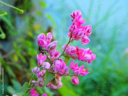 Selective focus, Group of beautiful blossom pink flower in the garden. 