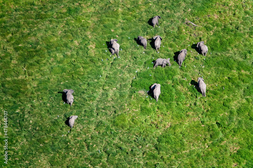 Elephants Baathing and Drinking in Wetlands of Maasai Amboseli Park Game Reserve Kenya photo