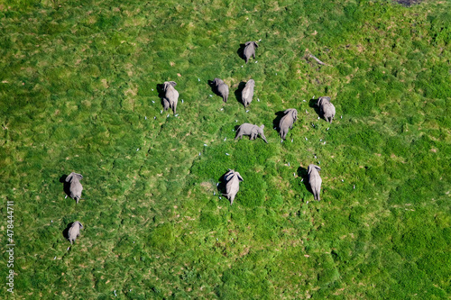 Elephants Baathing and Drinking in Wetlands of Maasai Amboseli Park Game Reserve Kenya photo