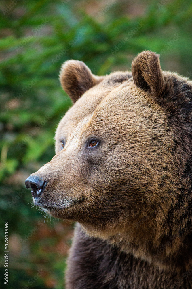 Eurasian Grizzly bear walks around in the forests of Europe