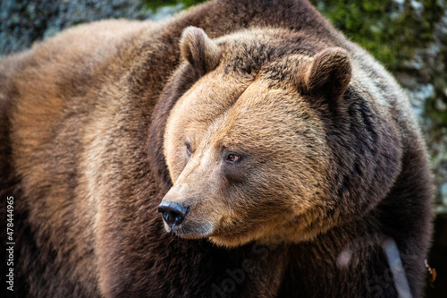 Obraz na płótnie Eurasian Grizzly bear walks around in the forests of Europe w salonie