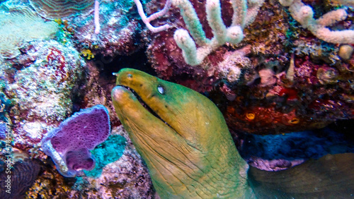 Foto fish in aquarium
