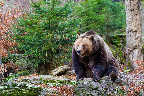 Eurasian Grizzly bear walks around in the forests of Europe © wayne