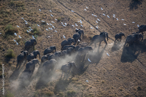 Photography Elephant Herd Migrating Across Maasai Amboseli Park Game Reserve Kenya