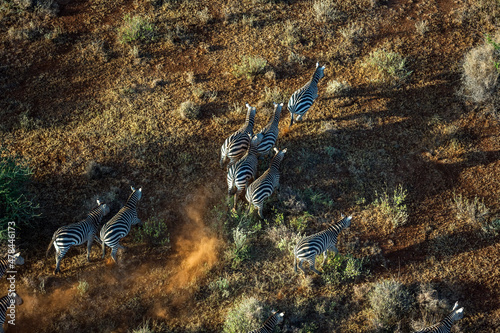 Zebra in Maasai Amboseli Park Game Reserve Kenya